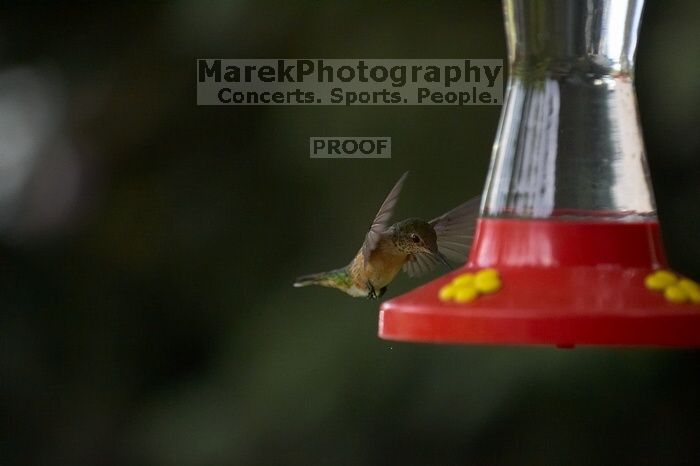 Hummingbirds at the hummingbird feeder at Foot of the Mountain Motel.

Filename: SRM_20070729_1545368.jpg
Aperture: f/2.8
Shutter Speed: 1/3200
Body: Canon EOS-1D Mark II
Lens: Canon EF 80-200mm f/2.8 L