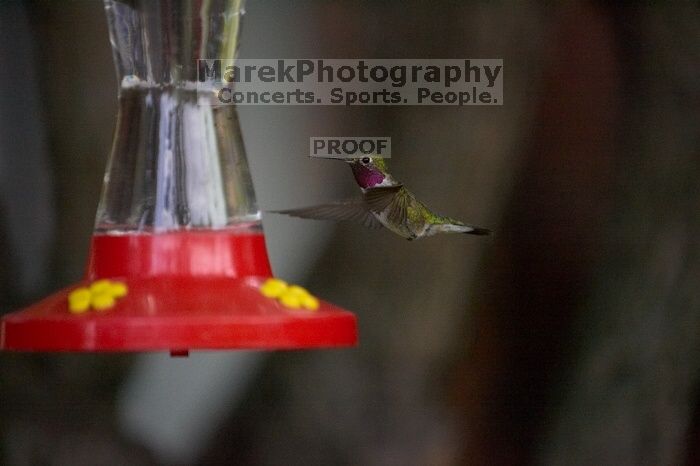 Hummingbirds at the hummingbird feeder at Foot of the Mountain Motel.

Filename: SRM_20070729_1551344.jpg
Aperture: f/2.8
Shutter Speed: 1/5000
Body: Canon EOS-1D Mark II
Lens: Canon EF 80-200mm f/2.8 L