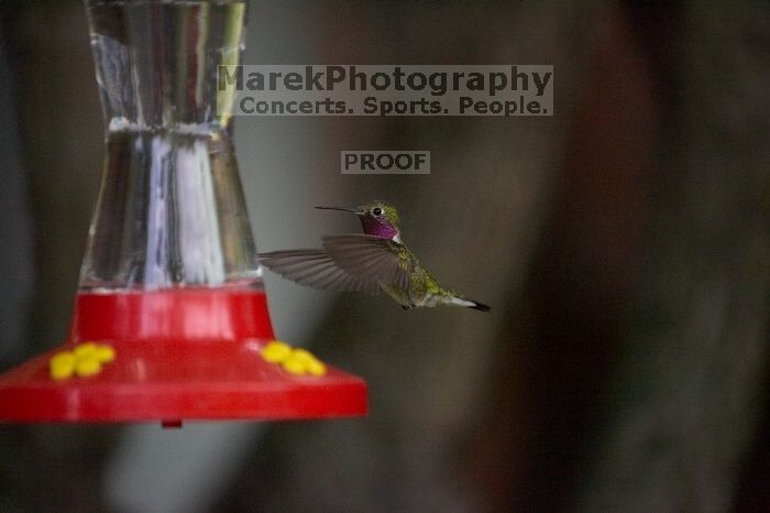 Hummingbirds at the hummingbird feeder at Foot of the Mountain Motel.

Filename: SRM_20070729_1551365.jpg
Aperture: f/2.8
Shutter Speed: 1/5000
Body: Canon EOS-1D Mark II
Lens: Canon EF 80-200mm f/2.8 L