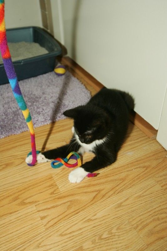 Photos of our new kitten, Penny.  We rescued her from the Austin Humane Society on Monday, October 1, 2007.

Filename: SRM_20071001_2007249.jpg
Aperture: f/5.0
Shutter Speed: 1/250
Body: Canon EOS-1D Mark II
Lens: Sigma 15-30mm f/3.5-4.5 EX Aspherical DG DF