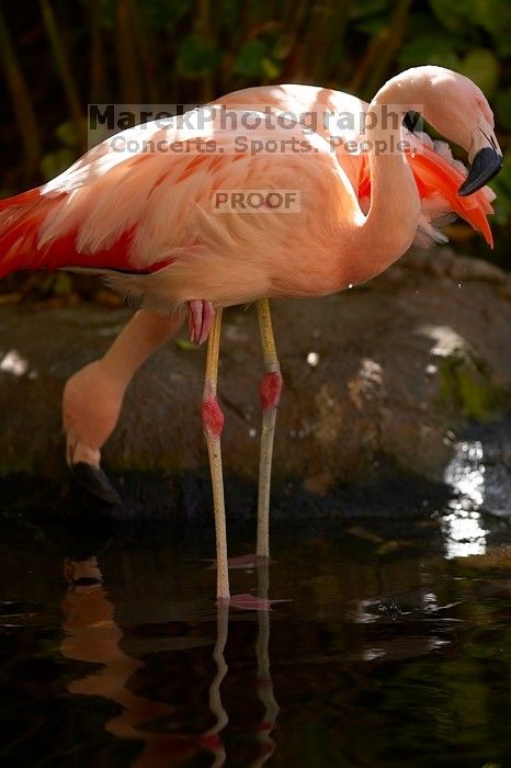 A pink flamingo in The Westin Maui hotel courtyard, Maui, Hawai'i, 2007.

Filename: SRM_20071218_1352037.jpg
Aperture: f/2.8
Shutter Speed: 1/1000
Body: Canon EOS-1D Mark II
Lens: Canon EF 300mm f/2.8 L IS