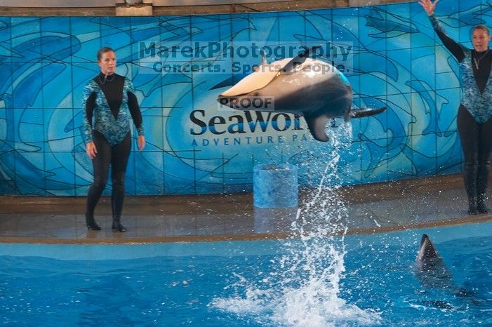 Dolphins in the "Viva" show at Sea World, San Antonio.

Filename: SRM_20060423_141720_5.jpg
Aperture: f/4.0
Shutter Speed: 1/320
Body: Canon EOS 20D
Lens: Canon EF 80-200mm f/2.8 L