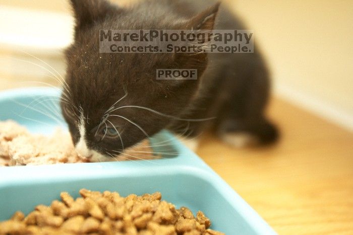 New kittens, Smokey and Daisy, from the Humane Society.

Filename: SRM_20080509_1900185.jpg
Aperture: f/2.8
Shutter Speed: 1/60
Body: Canon EOS-1D Mark II
Lens: Canon EF 16-35mm f/2.8 L