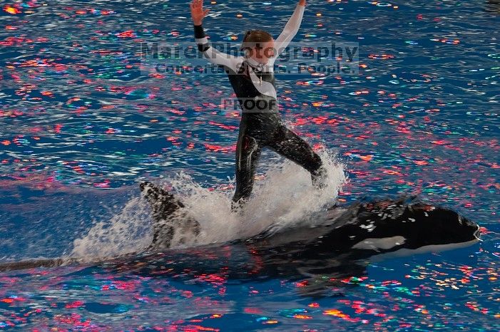 Shamu and Namu in the Believe show at Sea World, San Antonio.

Filename: SRM_20060423_124938_2.jpg
Aperture: f/5.6
Shutter Speed: 1/200
Body: Canon EOS 20D
Lens: Canon EF 80-200mm f/2.8 L