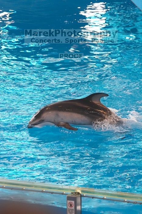 Dolphins in the "Viva" show at Sea World, San Antonio.

Filename: SRM_20060423_140548_7.jpg
Aperture: f/5.0
Shutter Speed: 1/320
Body: Canon EOS 20D
Lens: Canon EF 80-200mm f/2.8 L