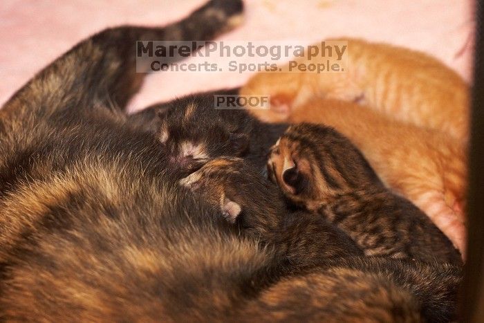 Foster mother Lily, with her five kittens Hank, George, Mia, Dora, and Sophie.  We are fostering them for the Austin Humane Society.

Filename: SRM_20080817_1201569.jpg
Aperture: f/4.0
Shutter Speed: 1/60
Body: Canon EOS 20D
Lens: Canon EF 50mm f/1.8 II