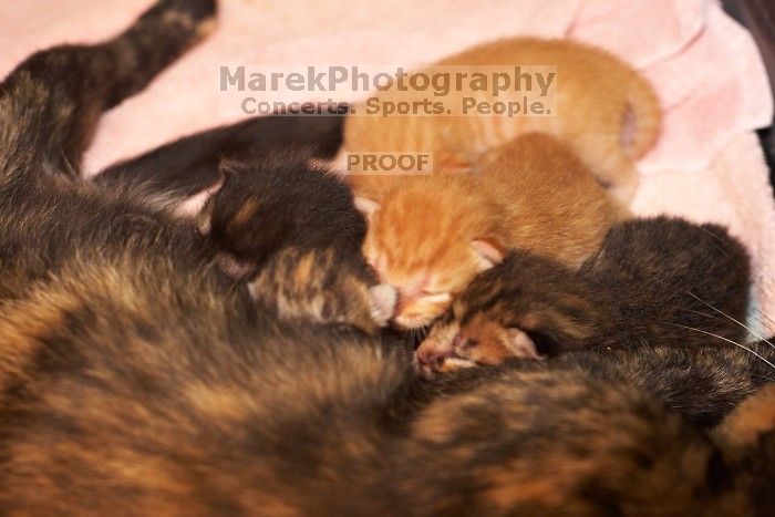 Foster mother Lily, with her five kittens Hank, George, Mia, Dora, and Sophie.  We are fostering them for the Austin Humane Society.

Filename: SRM_20080817_1202021.jpg
Aperture: f/4.0
Shutter Speed: 1/60
Body: Canon EOS 20D
Lens: Canon EF 50mm f/1.8 II