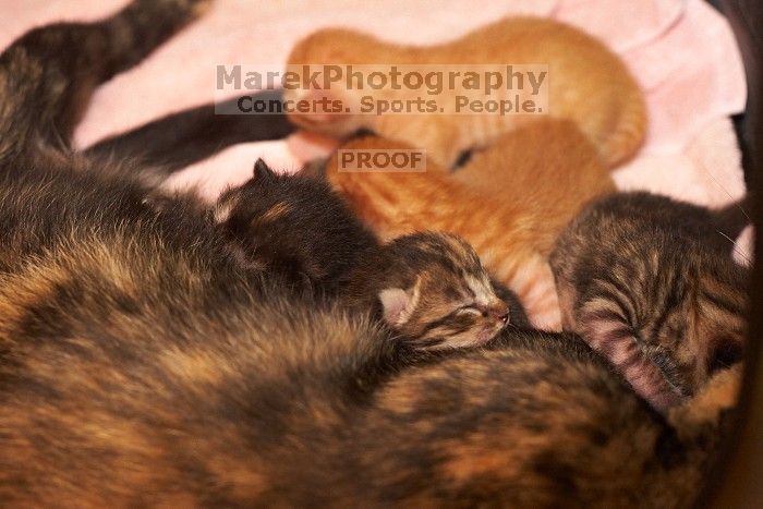 Foster mother Lily, with her five kittens Hank, George, Mia, Dora, and Sophie.  We are fostering them for the Austin Humane Society.

Filename: SRM_20080817_1202220.jpg
Aperture: f/4.0
Shutter Speed: 1/60
Body: Canon EOS 20D
Lens: Canon EF 50mm f/1.8 II