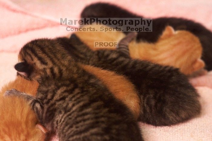 Foster mother Lily, with her five kittens Hank, George, Mia, Dora, and Sophie.  We are fostering them for the Austin Humane Society.

Filename: SRM_20080817_1206322.jpg
Aperture: f/4.0
Shutter Speed: 1/25
Body: Canon EOS 20D
Lens: Canon EF 50mm f/1.8 II