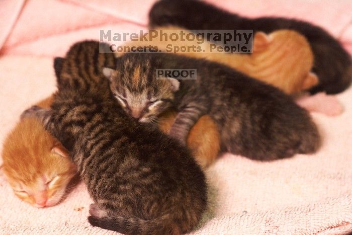 Foster mother Lily, with her five kittens Hank, George, Mia, Dora, and Sophie.  We are fostering them for the Austin Humane Society.

Filename: SRM_20080817_1206548.jpg
Aperture: f/4.0
Shutter Speed: 1/25
Body: Canon EOS 20D
Lens: Canon EF 50mm f/1.8 II