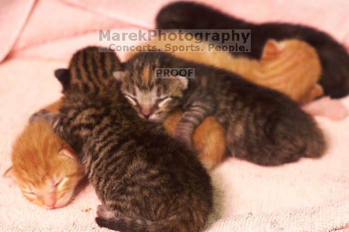 Foster mother Lily, with her five kittens Hank, George, Mia, Dora, and Sophie.  We are fostering them for the Austin Humane Society.

Filename: SRM_20080817_1206580.jpg
Aperture: f/4.0
Shutter Speed: 1/25
Body: Canon EOS 20D
Lens: Canon EF 50mm f/1.8 II