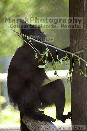 Visit to San Francisco Zoo.

Filename: srm_20050529_161516_7_std.jpg
Aperture: f/2.8
Shutter Speed: 1/160
Body: Canon EOS 20D
Lens: Canon EF 80-200mm f/2.8 L