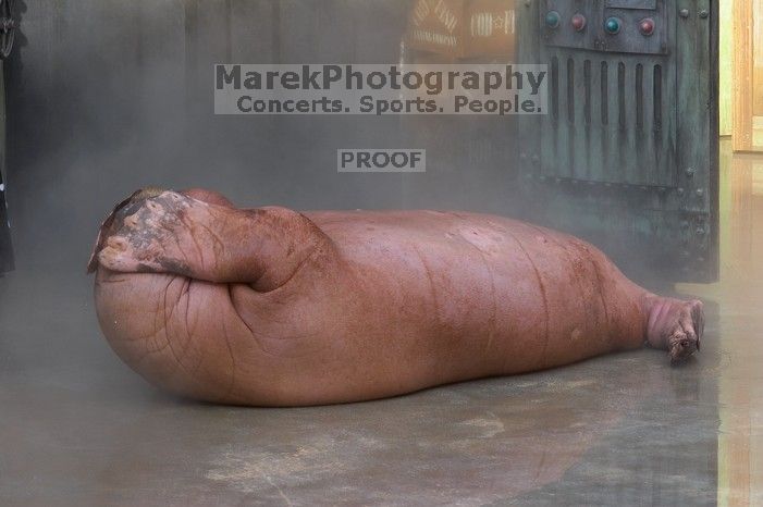 Uncle Max the walrus does situps in "The Cannery Row Caper" show at Sea World, San Antonio.

Filename: SRM_20060423_162500_1.jpg
Aperture: f/8.0
Shutter Speed: 1/320
Body: Canon EOS 20D
Lens: Canon EF 80-200mm f/2.8 L