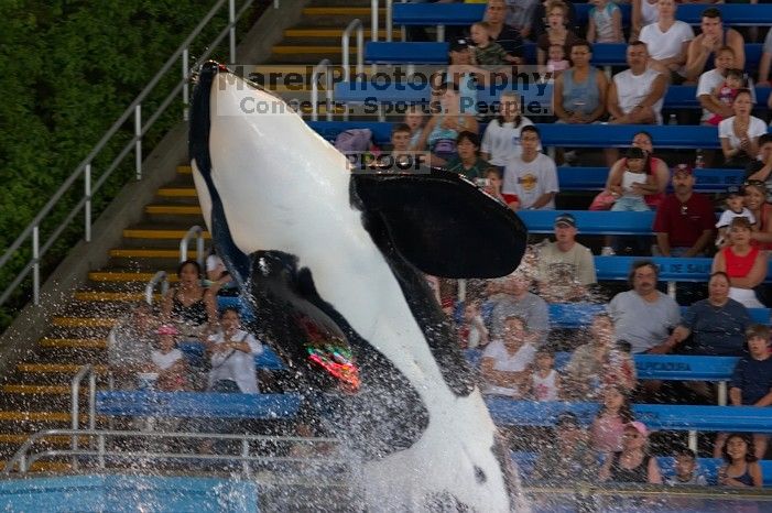 Shamu and Namu in the Believe show at Sea World, San Antonio.

Filename: SRM_20060423_123426_4.jpg
Aperture: f/5.0
Shutter Speed: 1/200
Body: Canon EOS 20D
Lens: Canon EF 80-200mm f/2.8 L