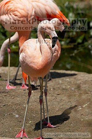 Pink flamingos at the San Francisco Zoo.

Filename: srm_20050529_163046_5_std.jpg
Aperture: f/5.6
Shutter Speed: 1/1600
Body: Canon EOS 20D
Lens: Canon EF 80-200mm f/2.8 L