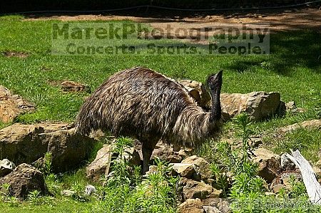 Emu at the San Francisco Zoo.

Filename: srm_20050529_182020_5_std.jpg
Aperture: f/7.1
Shutter Speed: 1/1600
Body: Canon EOS 20D
Lens: Canon EF 80-200mm f/2.8 L