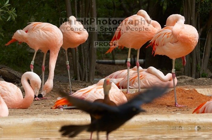 Pink flamingos at Sea World, San Antonio.

Filename: SRM_20060423_130802_6.jpg
Aperture: f/10.0
Shutter Speed: 1/320
Body: Canon EOS 20D
Lens: Canon EF 80-200mm f/2.8 L