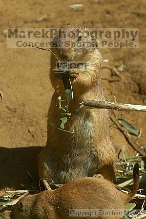 Prarie dogs at the San Francisco Zoo.

Filename: srm_20050529_184502_9_std.jpg
Aperture: f/7.1
Shutter Speed: 1/800
Body: Canon EOS 20D
Lens: Canon EF 80-200mm f/2.8 L