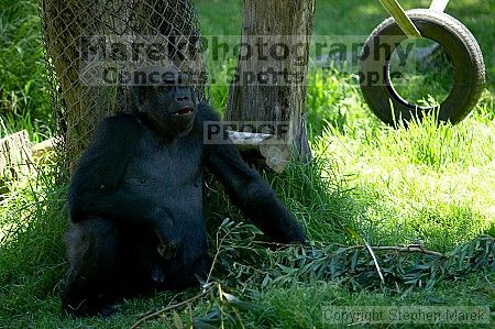 Gorilla at the San Francisco Zoo.

Filename: srm_20050529_154250_4_std.jpg
Aperture: f/2.8
Shutter Speed: 1/250
Body: Canon EOS 20D
Lens: Canon EF 80-200mm f/2.8 L