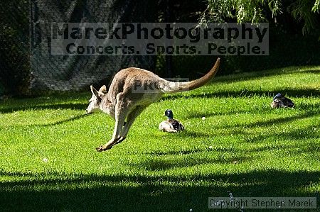 Kangaroo jumping at the San Francisco Zoo.

Filename: srm_20050529_182518_6_std.jpg
Aperture: f/7.1
Shutter Speed: 1/800
Body: Canon EOS 20D
Lens: Canon EF 80-200mm f/2.8 L