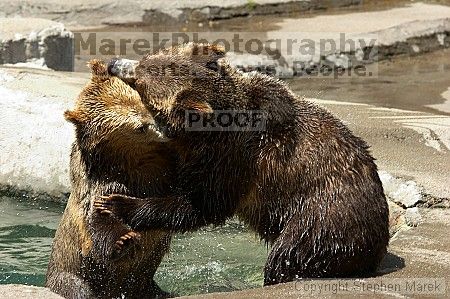 Bears playing at the San Francisco Zoo.

Filename: srm_20050529_173202_2_std.jpg
Aperture: f/5.6
Shutter Speed: 1/200
Body: Canon EOS 20D
Lens: Canon EF 80-200mm f/2.8 L