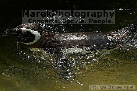 Penguins at the San Francisco Zoo.

Filename: srm_20050529_164204_1_std.jpg
Aperture: f/5.6
Shutter Speed: 1/800
Body: Canon EOS 20D
Lens: Canon EF 80-200mm f/2.8 L