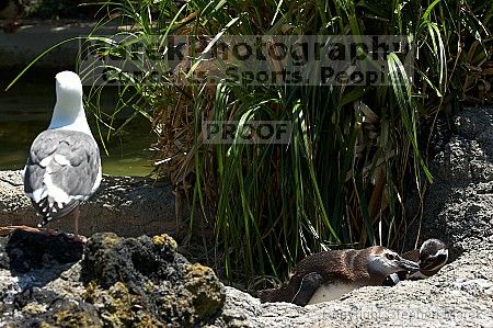 Penguins at the San Francisco Zoo.

Filename: srm_20050529_164532_3_std.jpg
Aperture: f/5.6
Shutter Speed: 1/250
Body: Canon EOS 20D
Lens: Canon EF 80-200mm f/2.8 L