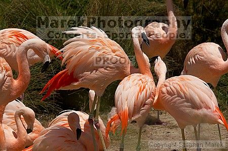 Pink flamingos at the San Francisco Zoo.

Filename: srm_20050529_163120_2_std.jpg
Aperture: f/10.0
Shutter Speed: 1/1000
Body: Canon EOS 20D
Lens: Canon EF 80-200mm f/2.8 L