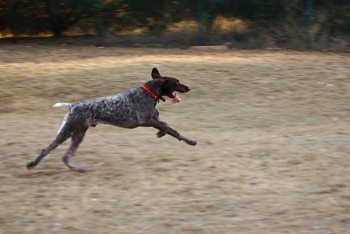 Flyer Terranova running around Floral Park in an attempt to become Austin's fittest dog (for Austin Fit Magazine) on Sunday, January 18, 2009.

Filename: SRM_20090118_16521407.JPG
Aperture: f/5.6
Shutter Speed: 1/125
Body: Canon EOS-1D Mark II
Lens: Canon EF 100-400mm f/4.5-5.6 L IS USM