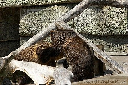 Bears playing at the San Francisco Zoo.

Filename: srm_20050529_173328_2_std.jpg
Aperture: f/5.6
Shutter Speed: 1/800
Body: Canon EOS 20D
Lens: Canon EF 80-200mm f/2.8 L