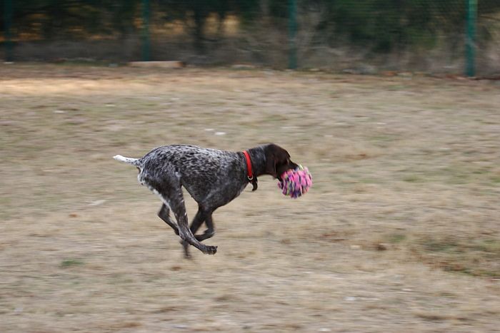 Flyer Terranova running around Floral Park in an attempt to become Austin's fittest dog (for Austin Fit Magazine) on Sunday, January 18, 2009.

Filename: SRM_20090118_16534927.JPG
Aperture: f/5.6
Shutter Speed: 1/125
Body: Canon EOS-1D Mark II
Lens: Canon EF 100-400mm f/4.5-5.6 L IS USM