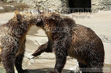 Bears playing at the San Francisco Zoo.

Filename: srm_20050529_173206_4_std.jpg
Aperture: f/5.6
Shutter Speed: 1/500
Body: Canon EOS 20D
Lens: Canon EF 80-200mm f/2.8 L