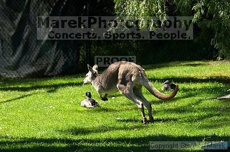 Kangaroo jumping at the San Francisco Zoo.

Filename: srm_20050529_182516_5_std.jpg
Aperture: f/7.1
Shutter Speed: 1/640
Body: Canon EOS 20D
Lens: Canon EF 80-200mm f/2.8 L