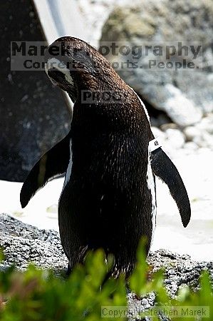 Penguins at the San Francisco Zoo.

Filename: srm_20050529_164242_5_std.jpg
Aperture: f/5.6
Shutter Speed: 1/125
Body: Canon EOS 20D
Lens: Canon EF 80-200mm f/2.8 L