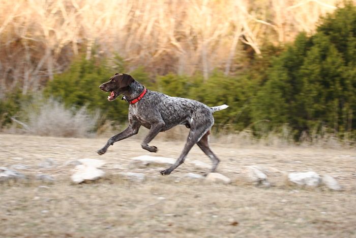 Flyer Terranova running around Floral Park in an attempt to become Austin's fittest dog (for Austin Fit Magazine) on Sunday, January 18, 2009.

Filename: SRM_20090118_17161851.JPG
Aperture: f/5.0
Shutter Speed: 1/160
Body: Canon EOS-1D Mark II
Lens: Canon EF 100-400mm f/4.5-5.6 L IS USM