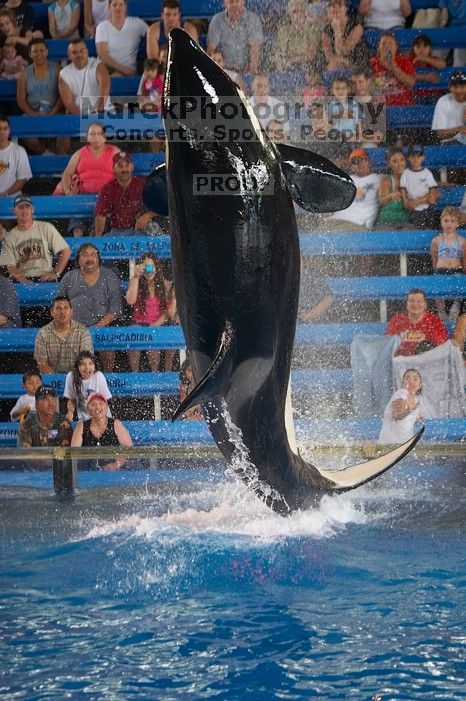 Shamu and Namu in the Believe show at Sea World, San Antonio.

Filename: SRM_20060423_125520_3.jpg
Aperture: f/2.8
Shutter Speed: 1/320
Body: Canon EOS 20D
Lens: Canon EF 80-200mm f/2.8 L