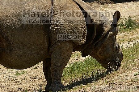 Rhinoceros at the San Francisco Zoo.

Filename: srm_20050529_170032_4_std.jpg
Aperture: f/5.0
Shutter Speed: 1/800
Body: Canon EOS 20D
Lens: Canon EF 80-200mm f/2.8 L