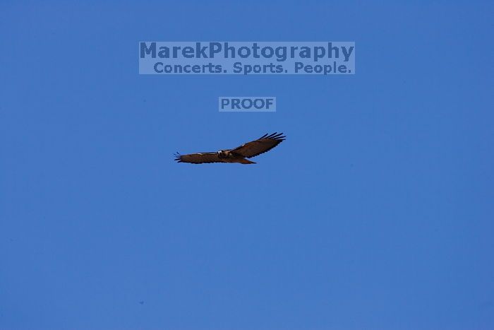 A large bird of prey (maybe an eagle) seen while hiking to the Phantom Ranch overlook, while backpacking the Grand Canyon with Beth, Friday, January 2, 2009.

Filename: SRM_20090102_14200669.JPG
Aperture: f/11.0
Shutter Speed: 1/1000
Body: Canon EOS-1D Mark II
Lens: Canon EF 100-400mm f/4.5-5.6 L IS USM w/ 1.4x II TC