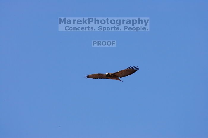 A large bird of prey (maybe an eagle) seen while hiking to the Phantom Ranch overlook, while backpacking the Grand Canyon with Beth, Friday, January 2, 2009.

Filename: SRM_20090102_14200770.JPG
Aperture: f/11.0
Shutter Speed: 1/640
Body: Canon EOS-1D Mark II
Lens: Canon EF 100-400mm f/4.5-5.6 L IS USM w/ 1.4x II TC