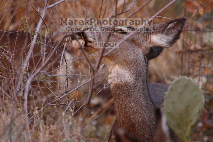 Mule deer, seen while backpacking the Grand Canyon with Beth, New Years 2009.

Filename: SRM_20090102_11254547.JPG
Aperture: f/8.0
Shutter Speed: 1/400
Body: Canon EOS-1D Mark II
Lens: Canon EF 100-400mm f/4.5-5.6 L IS USM w/ 1.4x II TC