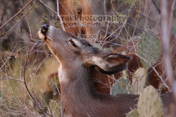 Mule deer, seen while backpacking the Grand Canyon with Beth, New Years 2009.

Filename: SRM_20090102_11261748.JPG
Aperture: f/8.0
Shutter Speed: 1/250
Body: Canon EOS-1D Mark II
Lens: Canon EF 100-400mm f/4.5-5.6 L IS USM w/ 1.4x II TC