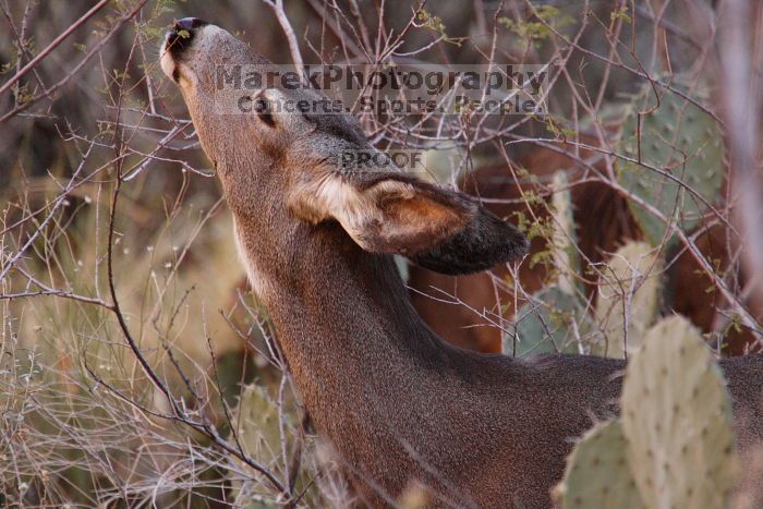 Mule deer, seen while backpacking the Grand Canyon with Beth, New Years 2009.

Filename: SRM_20090102_11263149.JPG
Aperture: f/8.0
Shutter Speed: 1/320
Body: Canon EOS-1D Mark II
Lens: Canon EF 100-400mm f/4.5-5.6 L IS USM w/ 1.4x II TC