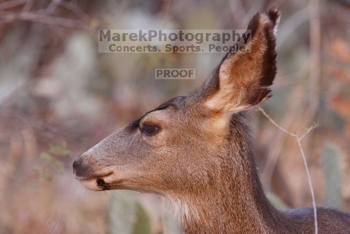 Mule deer, seen while backpacking the Grand Canyon with Beth, New Years 2009.
Filename: SRM_20090102_11273853.JPG
Aperture: f/8.0
Shutter Speed: 1/320
Body: Canon EOS-1D Mark II
Lens: Canon EF 100-400mm f/4.5-5.6 L IS USM w/ 1.4x II TC