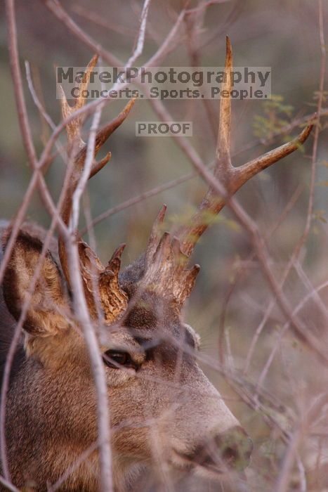 Buck mule deer, seen while backpacking the Grand Canyon with Beth, New Years 2009.

Filename: SRM_20090102_11331459.JPG
Aperture: f/8.0
Shutter Speed: 1/320
Body: Canon EOS-1D Mark II
Lens: Canon EF 100-400mm f/4.5-5.6 L IS USM w/ 1.4x II TC