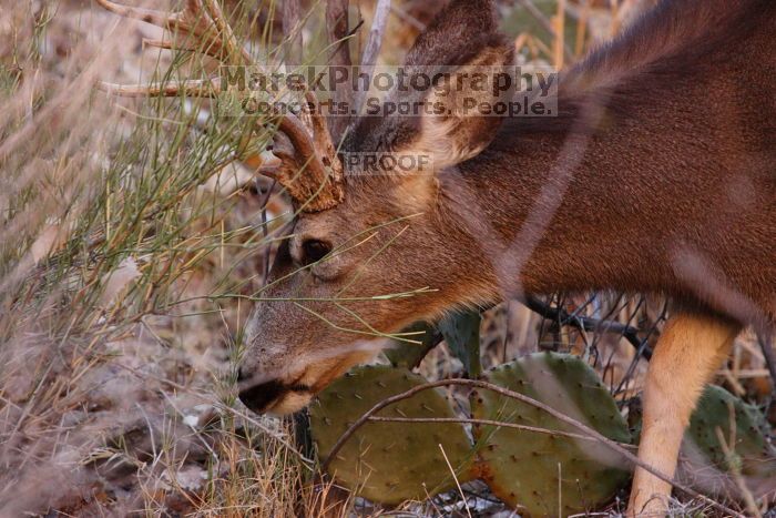 Buck mule deer, seen while backpacking the Grand Canyon with Beth, New Years 2009.

Filename: SRM_20090102_11375566.JPG
Aperture: f/8.0
Shutter Speed: 1/320
Body: Canon EOS-1D Mark II
Lens: Canon EF 100-400mm f/4.5-5.6 L IS USM