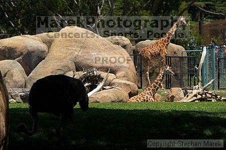 Visit to San Francisco Zoo.

Filename: srm_20050529_153642_7_std.jpg
Aperture: f/5.6
Shutter Speed: 1/400
Body: Canon EOS 20D
Lens: Canon EF 80-200mm f/2.8 L