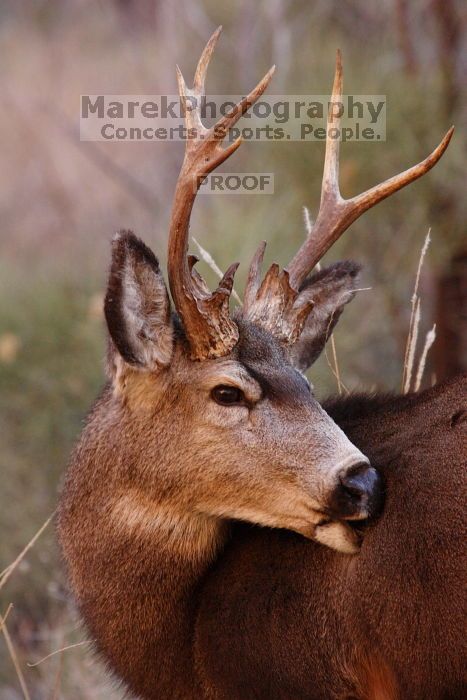 Buck mule deer, seen while backpacking the Grand Canyon with Beth, New Years 2009.

Filename: SRM_20090102_11420493.JPG
Aperture: f/8.0
Shutter Speed: 1/320
Body: Canon EOS-1D Mark II
Lens: Canon EF 100-400mm f/4.5-5.6 L IS USM