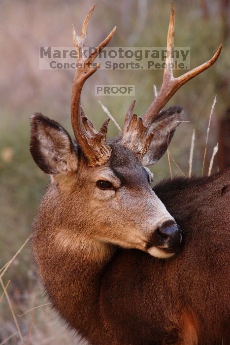 Buck mule deer, seen while backpacking the Grand Canyon with Beth, New Years 2009.

Filename: SRM_20090102_11420595.JPG
Aperture: f/8.0
Shutter Speed: 1/320
Body: Canon EOS-1D Mark II
Lens: Canon EF 100-400mm f/4.5-5.6 L IS USM