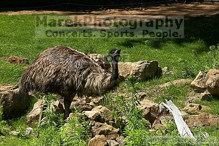 Emu at the San Francisco Zoo.

Filename: srm_20050529_182034_8_std.jpg
Aperture: f/7.1
Shutter Speed: 1/1600
Body: Canon EOS 20D
Lens: Canon EF 80-200mm f/2.8 L