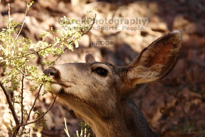 Mule deer, seen while backpacking the Grand Canyon with Beth, New Years 2009.

Filename: SRM_20090102_15392054.JPG
Aperture: f/7.1
Shutter Speed: 1/250
Body: Canon EOS-1D Mark II
Lens: Canon EF 100-400mm f/4.5-5.6 L IS USM w/ 1.4x II TC